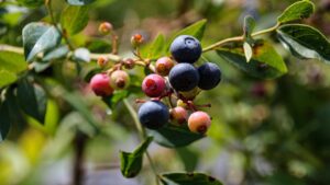 Overripe